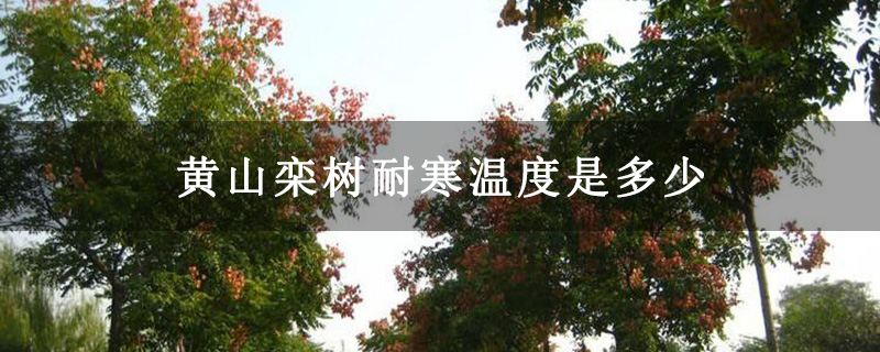 黄山栾树耐寒温度是多少