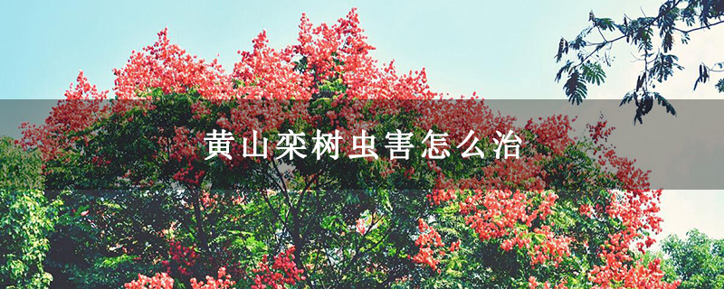 黄山栾树虫害怎么治