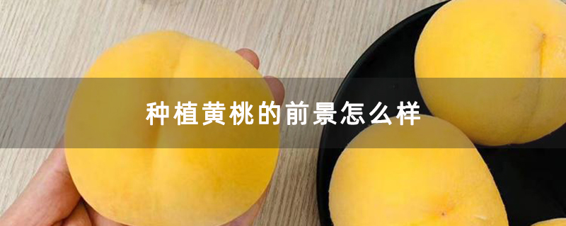 种植黄桃的前景怎么样
