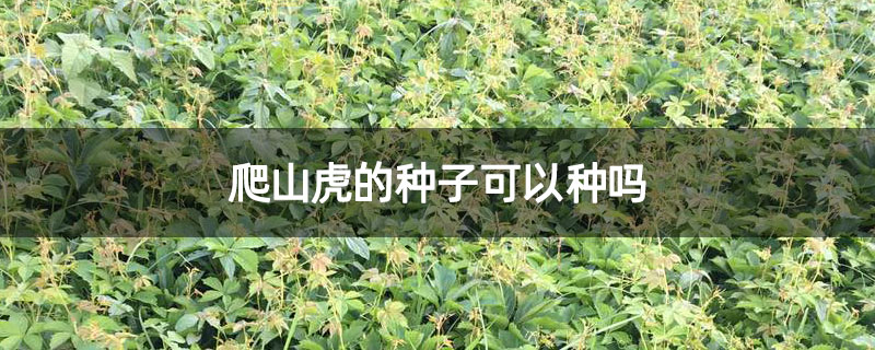 爬山虎的种子可以种吗
