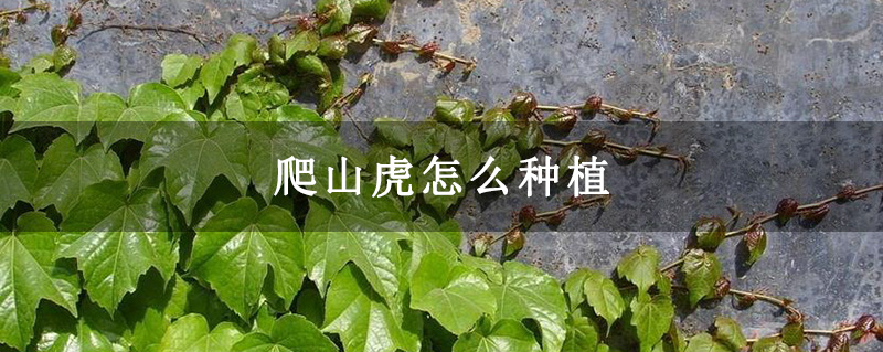 爬山虎怎么种植