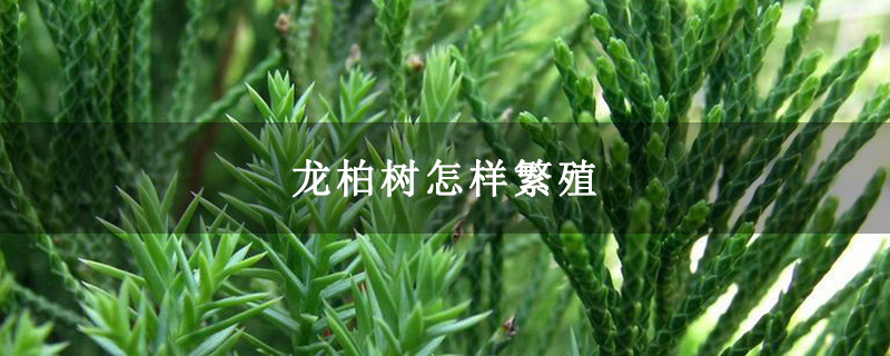 龙柏树怎样繁殖