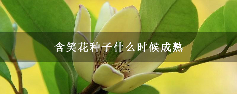含笑花种子什么时候成熟