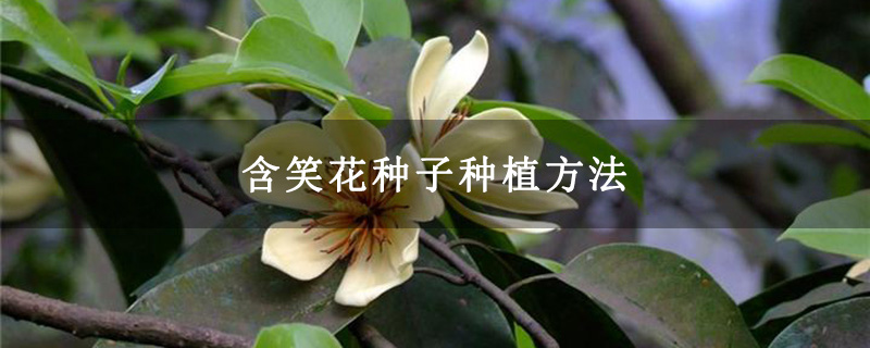 含笑花种子种植方法