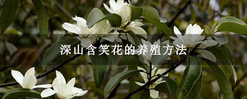 深山含笑花的养殖方法