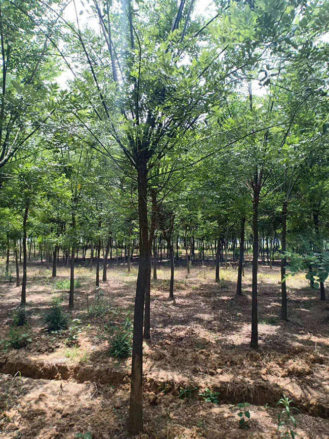 国槐大树移植与养护管理 国槐大树移植与养护管理