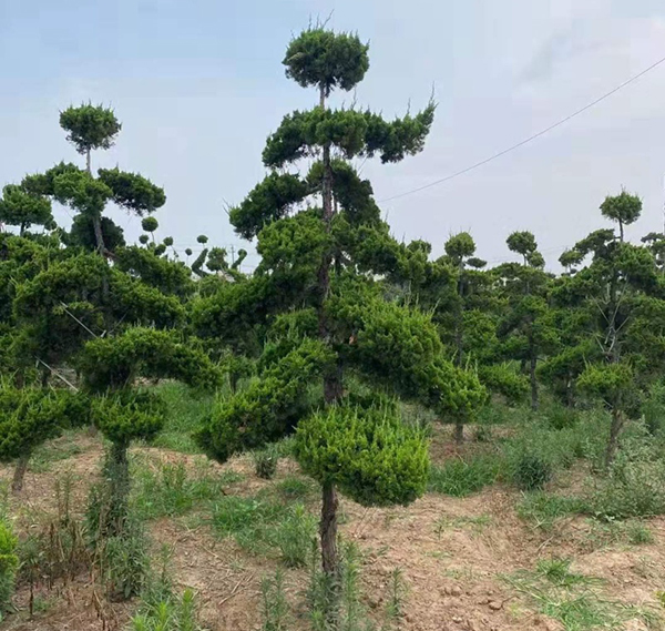 造型龙柏