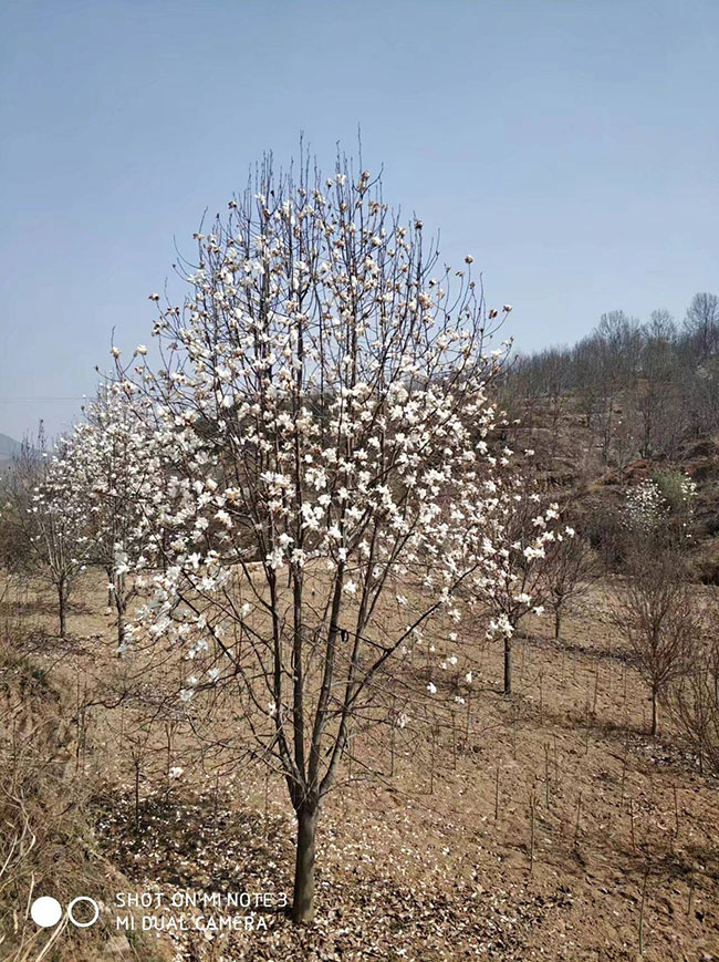 紫玉兰的养殖方法和注意事项 紫玉兰的养殖方法和注意事项