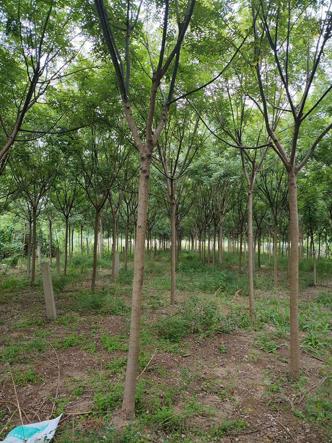 国槐大树移植与养护管理 国槐大树移植与养护管理