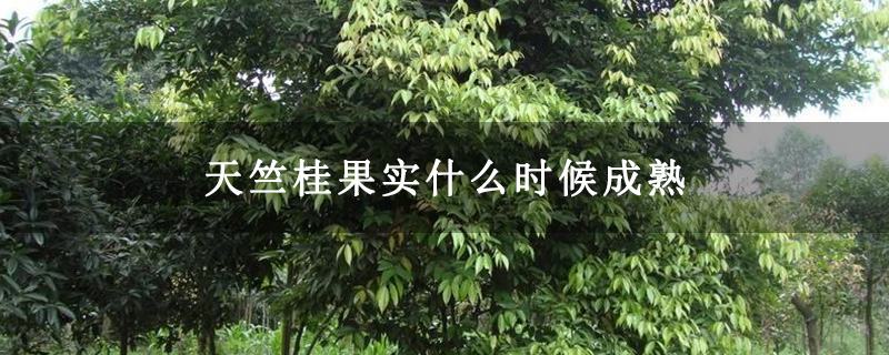 天竺桂果实什么时候成熟