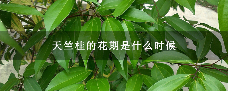 天竺桂的花期是什么时候