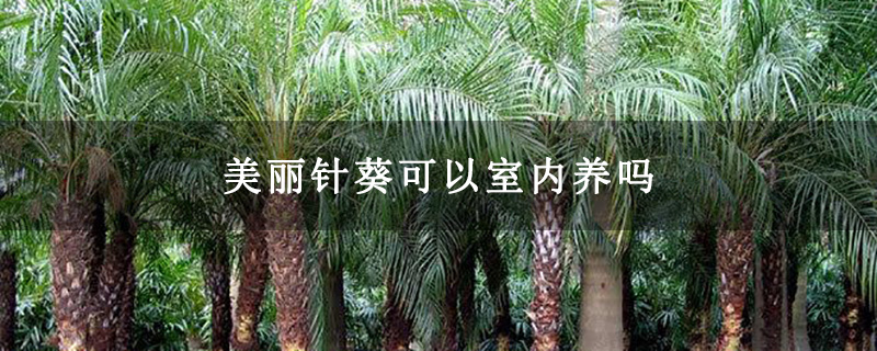 美丽针葵可以室内养吗