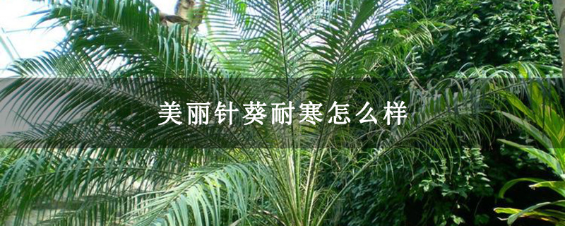 美丽针葵耐寒怎么样