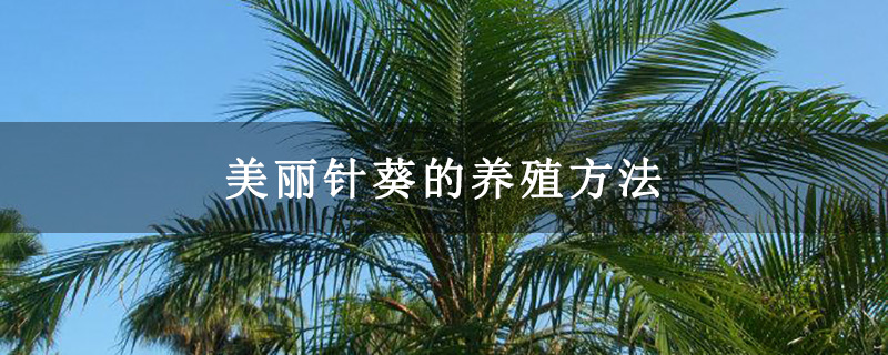 美丽针葵的养殖方法