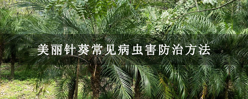 美丽针葵常见病虫害防治方法