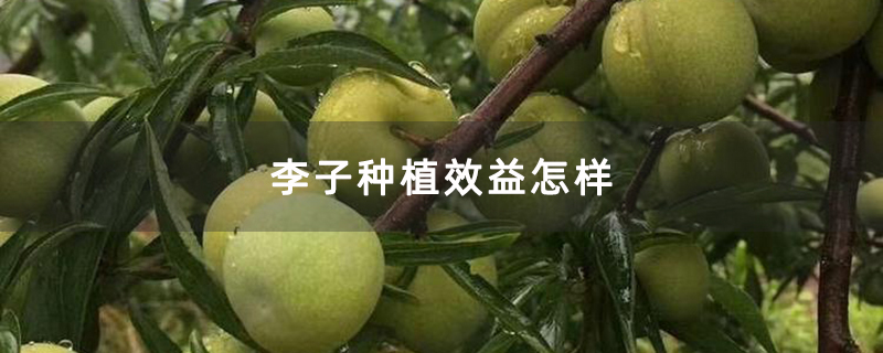 李子种植效益怎样