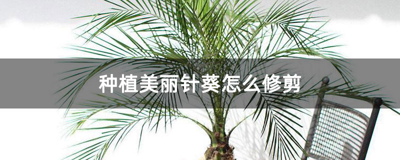 种植美丽针葵怎么修剪 种植美丽针葵怎么修剪