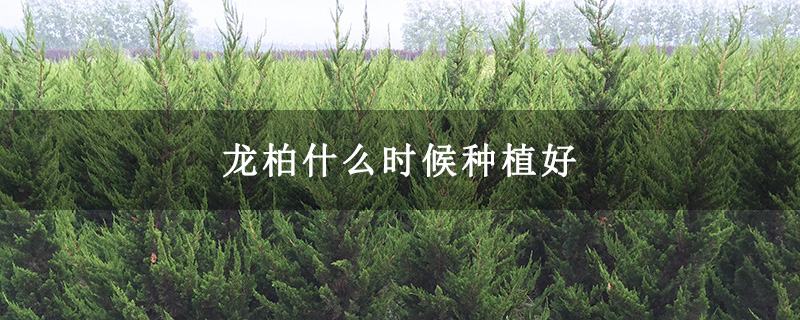 龙柏什么时候种植好