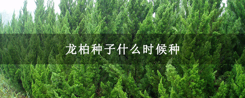 龙柏种子什么时候种