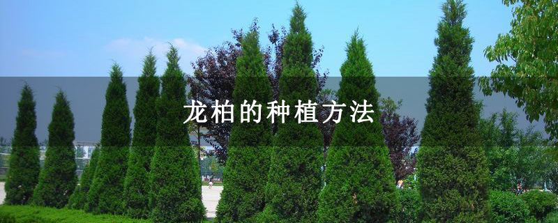 龙柏的种植方法