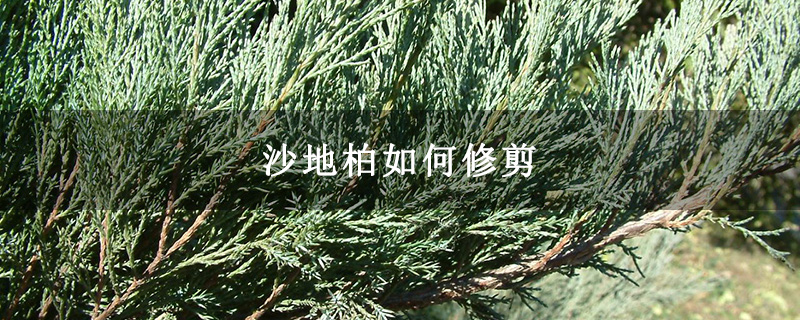 沙地柏如何修剪