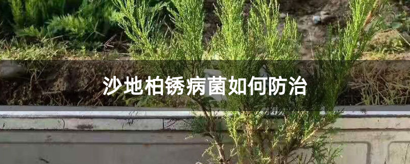 沙地柏锈病菌如何防治