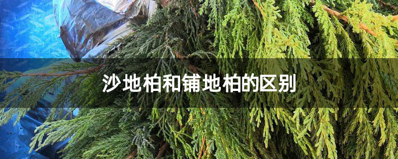 沙地柏和铺地柏的区别