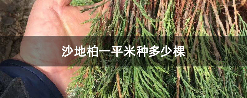 沙地柏一平米种多少棵 沙地柏一平米种多少棵