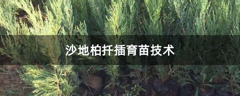 沙地柏扦插育苗技术