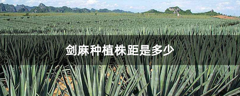 剑麻种植株距是多少