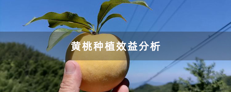 黄桃种植效益分析