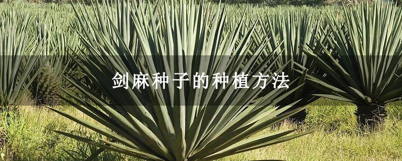 剑麻种子的种植方法