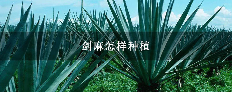 剑麻怎样种植