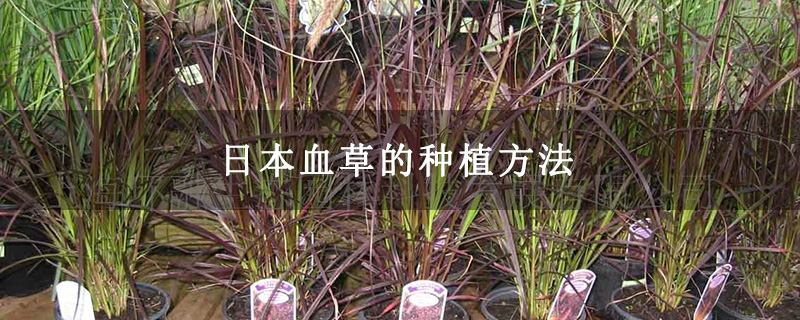 日本血草的种植方法