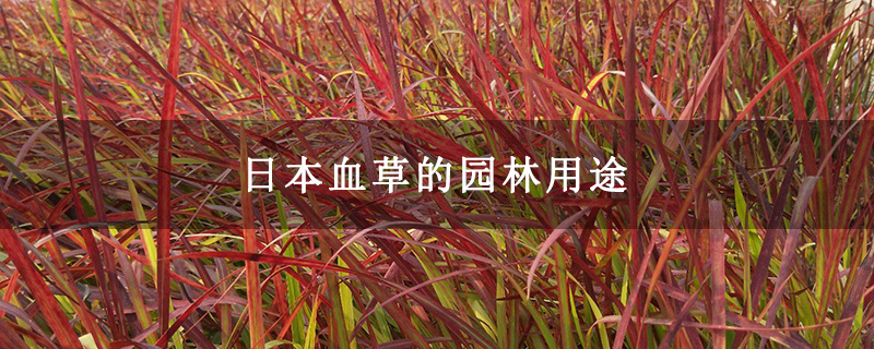 日本血草的园林用途