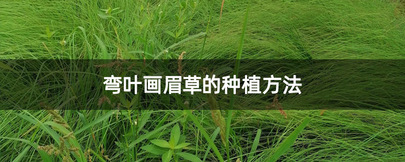 弯叶画眉草的种植方法