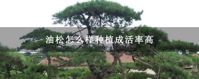 油松怎么样种植成活率高