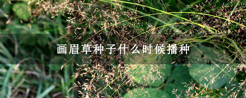 画眉草种子什么时候播种