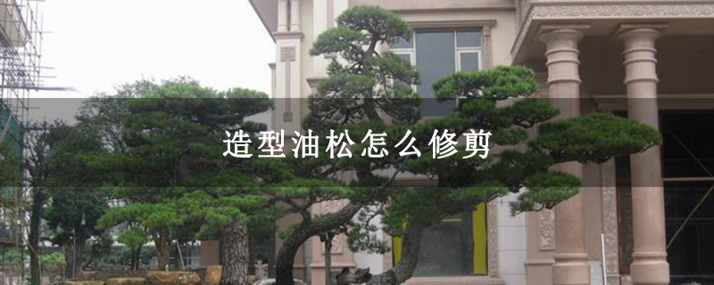 造型油松怎么修剪