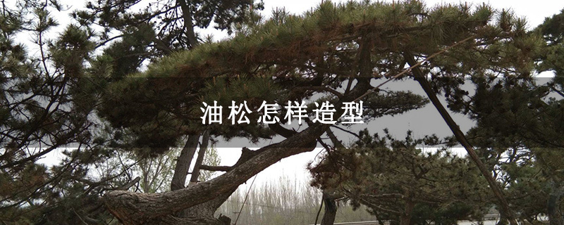 油松怎样造型