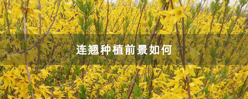 连翘种植前景如何