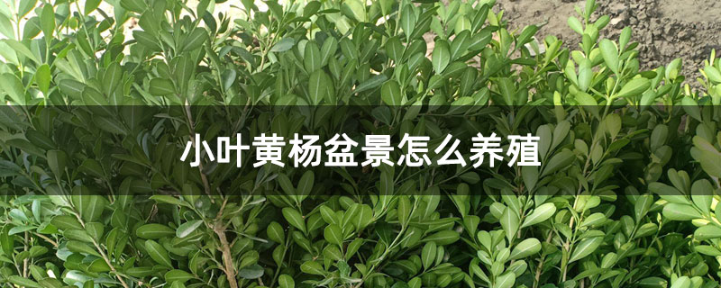 小叶黄杨盆景怎么养殖 小叶黄杨盆景怎么养殖