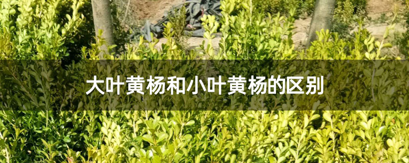 大叶黄杨和小叶黄杨的区别