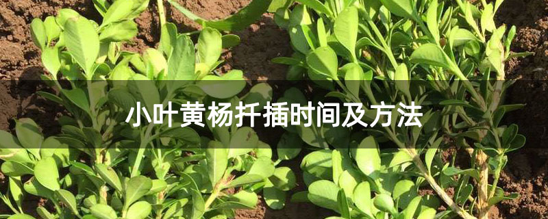 小叶黄杨扦插时间及方法