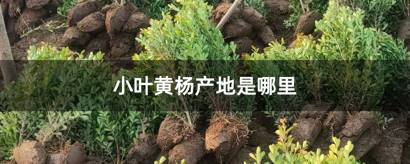 小叶黄杨产地是哪里 小叶黄杨产地是哪里