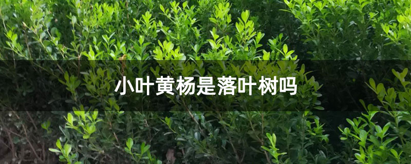 小叶黄杨是落叶树吗 小叶黄杨是落叶树吗