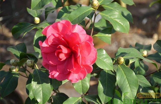 山茶花病虫害 山茶花病虫害