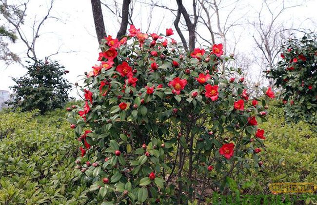 山茶花病虫害 山茶花病虫害