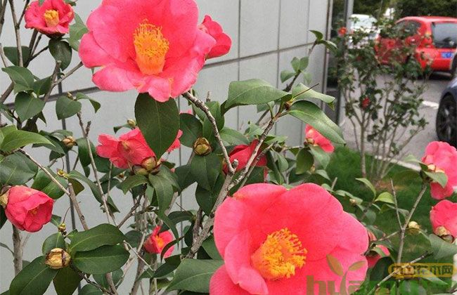 山茶花病虫害 山茶花病虫害