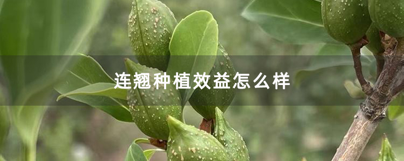 连翘种植效益怎么样